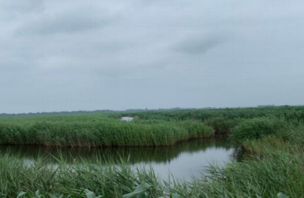 盘锦辽河口国家级湿地保护区现状。受访者供图