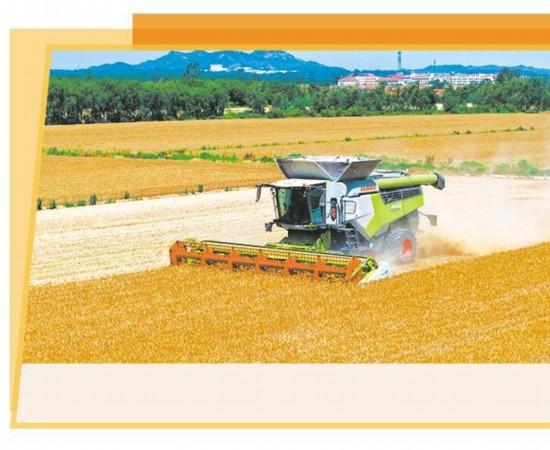 青岛西海岸新区大场镇的麦田里，联合收割机在收割小麦。新华社记者 李紫恒摄