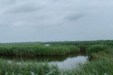 辽河口湿地“重生记”