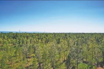 内蒙古鄂尔多斯市乌审旗坚持防沙治沙，植被覆盖度达80%以上  毛乌素沙地深处的绿色接力